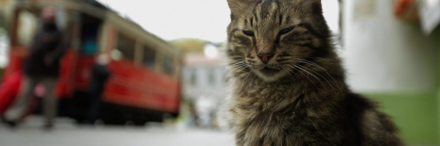 Kedi, een film over katten, het leven en God